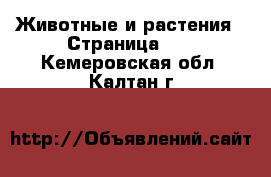  Животные и растения - Страница 16 . Кемеровская обл.,Калтан г.